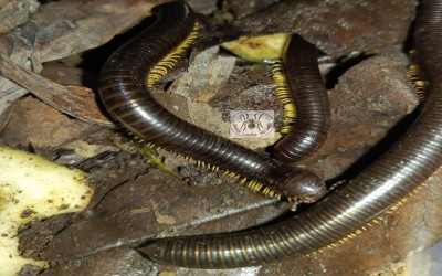 MILLIPEDE YELLOW LEG / YELLOW LEG MILLIPEDE